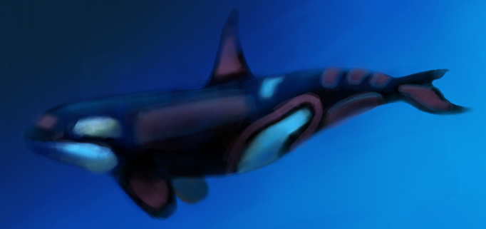 Killer whale