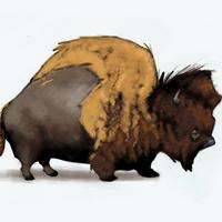 Buffalo