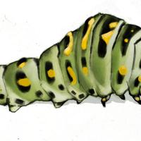 Caterpillar