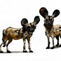 Australian Wild Dogs