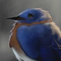 Bluebird