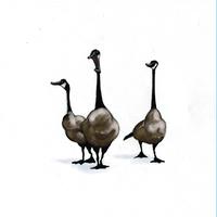 Geese