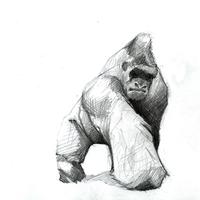 Gorilla