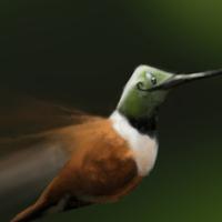 Hummingbird