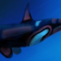 Killer whale