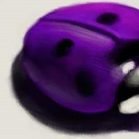 Ladybug