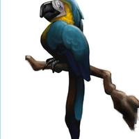 Parrot