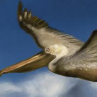 Pelican