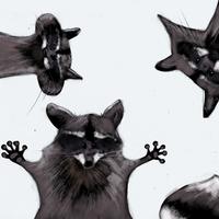 Raccoons