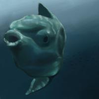 Sunfish