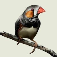 Zebrafinch