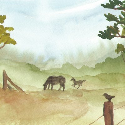 horse in the field