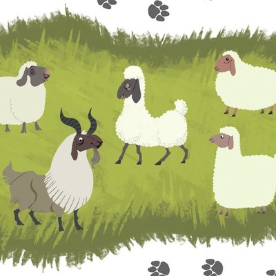 Sheep