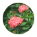 15Safiya