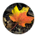 5HZMaple