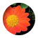 AmEa