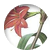 Amaryllis