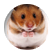 Amyrfourth