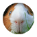 AuraGuineaPig777