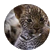 BabyLeopardsRock