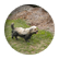 BarkingAlbert