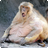 Chunky_Monkey