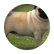 CoburLil