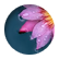 DAnconetani