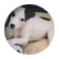 DaisyDog1103