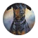 Doberman123456789