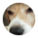 Doglover07