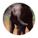 Elephante