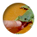 FireFoxGirl