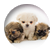 Fluffy2
