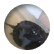 Gamera