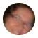 Goreti