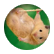 Hamstergirl