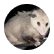 Hyenadragon