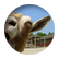 Joyfulpenguin2