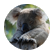Kingkoala5