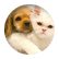 Kitten95