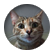 Kittycatsrock