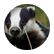 LBoll