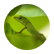 LilGreenLizard
