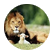 Lionwolf