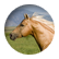 Lovehorses