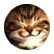 MspMoa