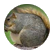 ObeseSquirrel