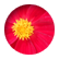 Oinkey123