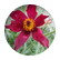 Pasqueflower